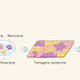 Illustration showing how gene therapy was used to treat a skin disease. (Image: Nature News & Views)
